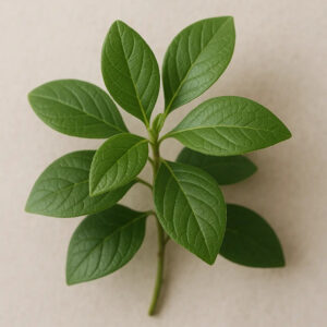 Green Irish Tweed Fragrance Oil