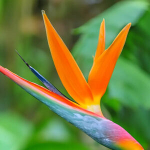 Island Nectar Fragrance Oil