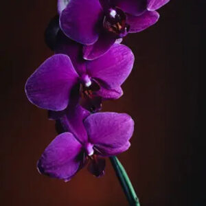 Velvet Vineyard Fragrance Oil