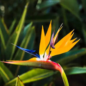 Bird of Paradise Fragrance Oil