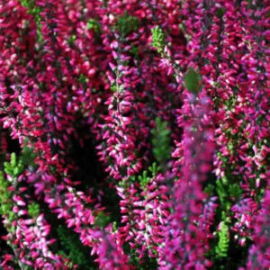 Herbal Deluxe Fragrance Oil