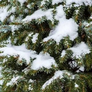 Frosted Fir Fragrance Oil