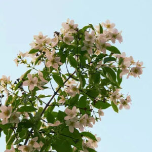 Jasmine Fragrance Oil