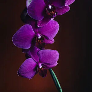 Black Velvet Fragrance Oil