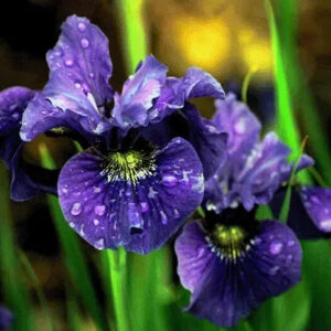 Black Iris Velvet Fragrance Oil