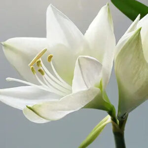 Asian Lily Fragrance Oil