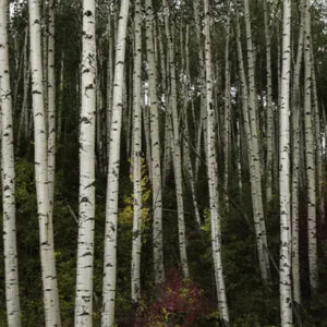 Cracklin Birch Fragrance Oil