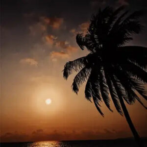 Summer Nights Fragrance Oil
