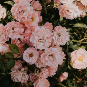 Peony and Blush Suede by Jo Malone Type Fragrance Oil