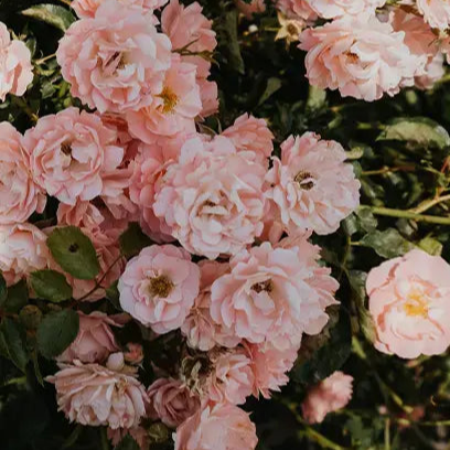 Peony and Blush Suede by Jo Malone Type Fragrance Oil