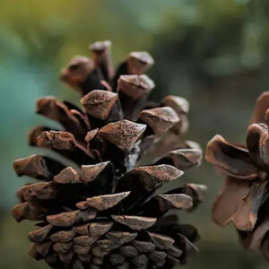 Roasted Pine Cone Fragrance Oil