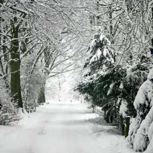 Tis The Season by BBW Type Fragrance Oil