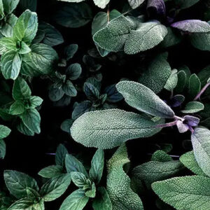Very Sexy (M) Type Fragrance Oil