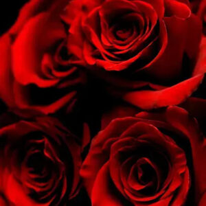 Rose 31 Type Fragrance Oil