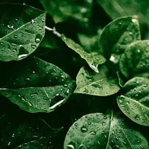 Rain Kissed Leaves by BBW Type Fragrance Oil