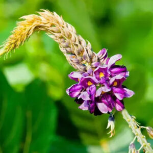 Kudzu Blossom Fragrance Oil