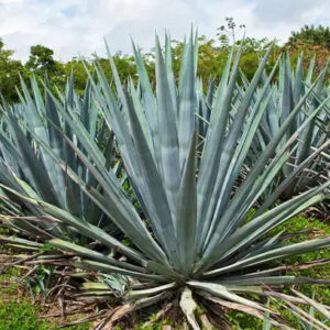 Agave Fragrance Oil